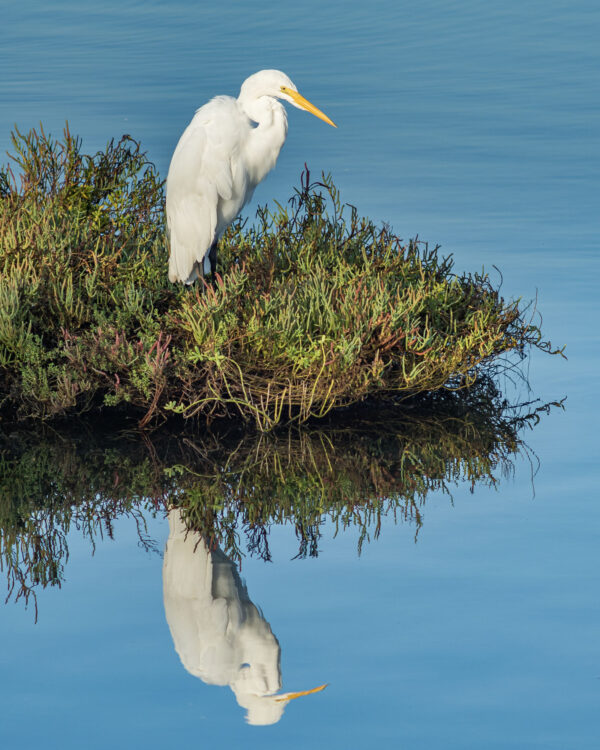 Photowalk - Bolsa Chica Wetlands